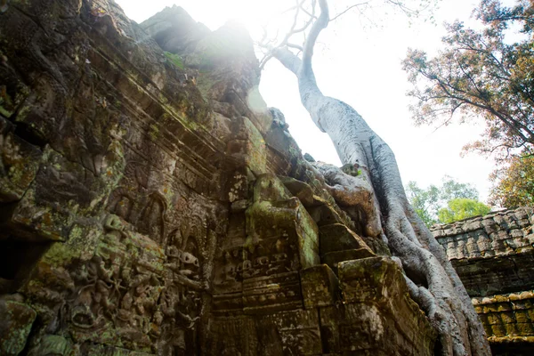 Träden på tempelmurarna. Ta Prohm.Angkor.Cambodia. — Stockfoto