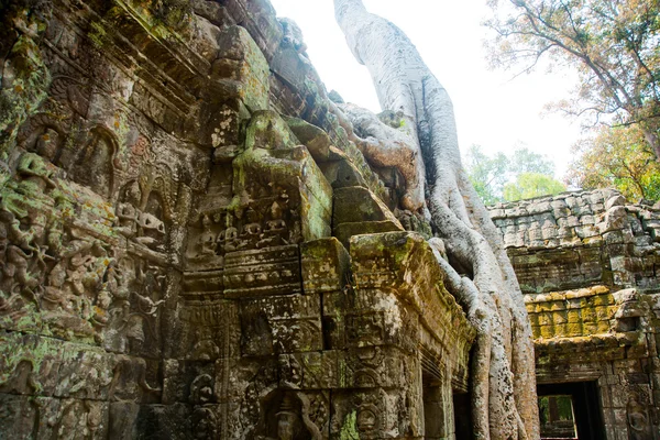 Stromy na zdech chrámu. Ta Prohm.Angkor.Cambodia. — Stock fotografie