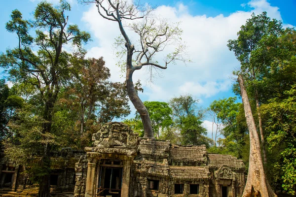 The trees on the temple walls.Ta Prohm.Angkor.Cambodia. — Stock Photo, Image