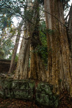 Angkor tapınak kompleksi.