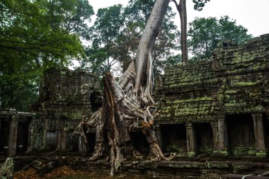 Angkor tapınak kompleksi.