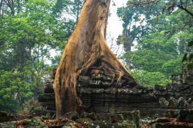 Angkor tapınak kompleksi.