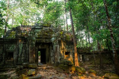 Duvarlara kökleri ile ta Som.Trees. Angkor.Cambodia.