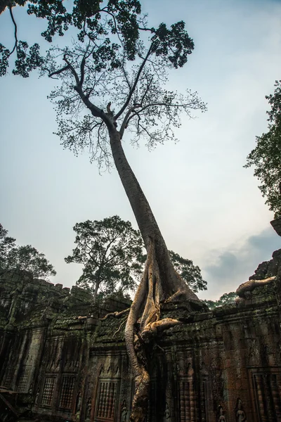 The temple complex of Angkor. — Stock Photo, Image