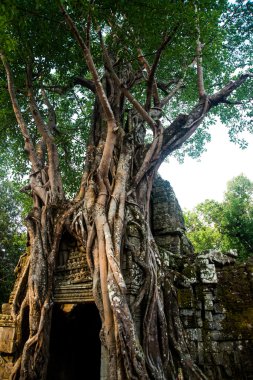Duvarlara kökleri ile ta Som.Trees. Angkor.Cambodia.