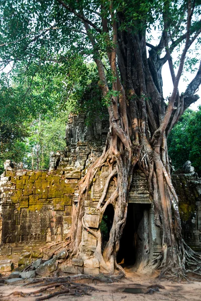 Ta som.trees mit Wurzeln an der Wand.angkor.cambodia. — Stockfoto