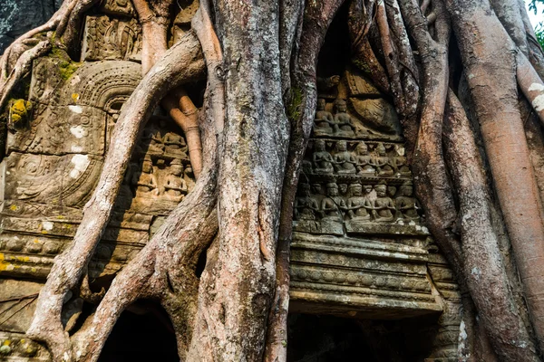 Ta Som.Trees 与根在墙上。Angkor.Cambodia. — 图库照片