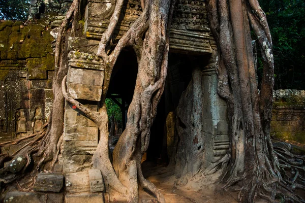 Ta Som.Trees con raíces en las paredes.Angkor.Camboya . — Foto de Stock