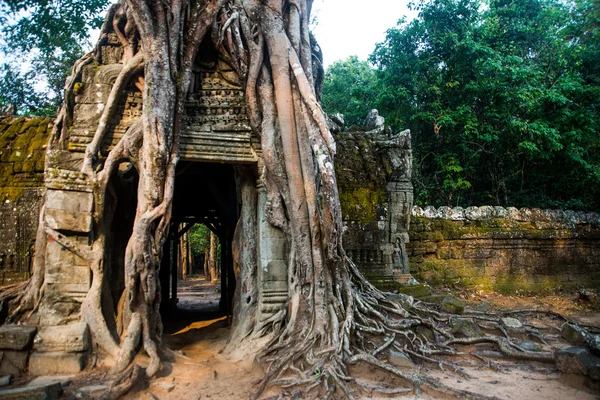 Ta Som.Trees with roots on the walls.Angkor.Cambodia. — Stock Photo, Image