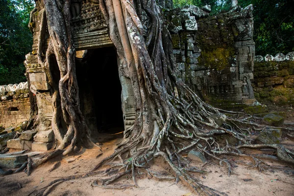 Ta Som.Trees with roots on the walls.Angkor.Cambodia. — Stock Photo, Image