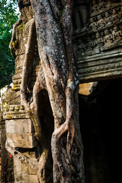 Ta som.trees mit Wurzeln an der Wand.angkor.cambodia. — Stockfoto