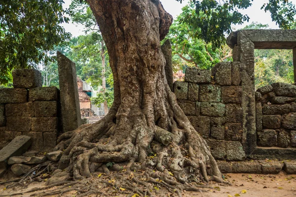 O complexo do templo de Angkor.Trees com raízes. Camboja . — Fotografia de Stock