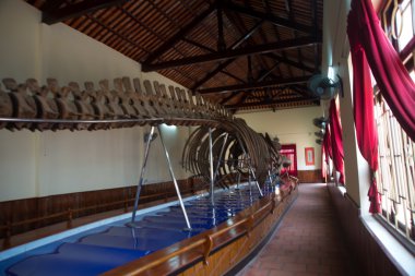 Van Thuy Tu Tapınağı. Balinanın tapınağın iç. Bir büyük balina iskelet kemikleri.