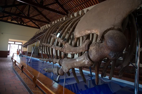 Temple Van Thuy Tu. L'intérieur du temple de la baleine. Un énorme squelette de baleine, des os . — Photo