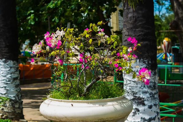 Vackra blommor i krukor i Vietnam på gatan — Stockfoto