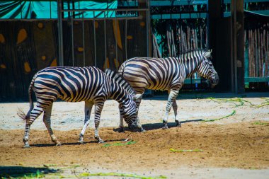 Zebra Vietnam en eski hayvanat bahçesi. Ho Chi Minh