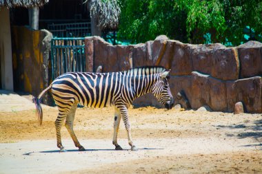 Zebra Vietnam en eski hayvanat bahçesi. Ho Chi Minh
