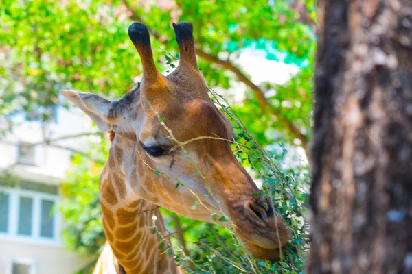 Giraffe in the oldest zoo of Vietnam. Ho Chi Minh. — Stock Photo, Image