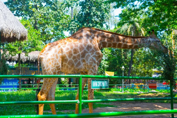 Girafa no zoológico mais antigo do Vietname. Ho Chi Minh . — Fotografia de Stock