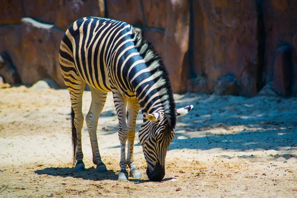 Zebra Vietnam en eski hayvanat bahçesi. Ho Chi Minh