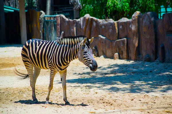 Zebra Vietnam en eski hayvanat bahçesi. Ho Chi Minh