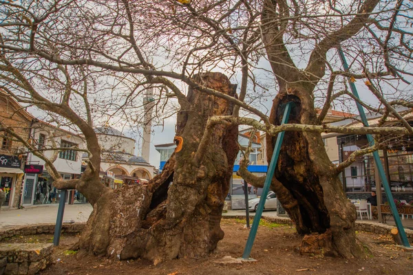 Ohrid Nord Macedonia Ein Alter Baum Der Zentralen Straße Von — Stockfoto