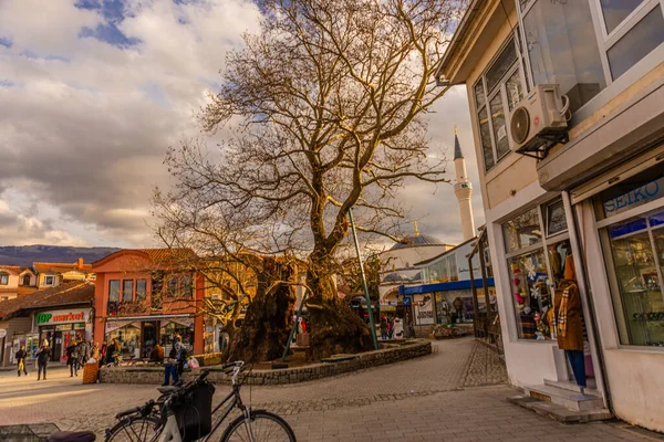 Ohrid North Macedonia Ett Gammalt Träd Den Centrala Gatan Ohrid — Stockfoto