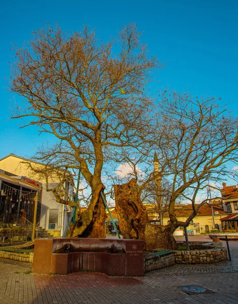 Офид Северная Македония Старое Дерево Центральной Улице Ферида Зейнеля Абидин — стоковое фото