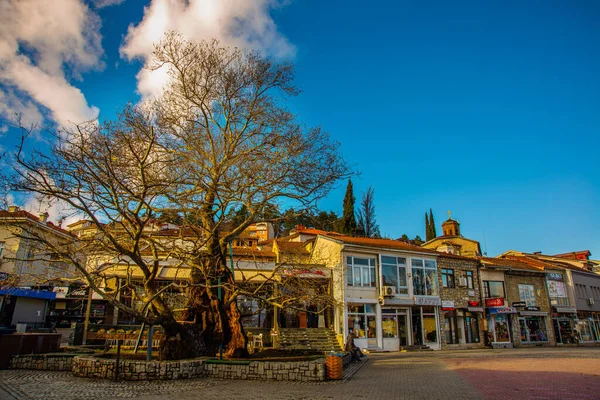 Ohrid Nord Macedonia Ein Alter Baum Auf Der Zentralen Straße — Stockfoto