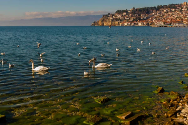 Ohrid 北マセドニア 美しい白い白鳥がオフリッド湖で泳いでいます ユネスコ世界遺産 — ストック写真