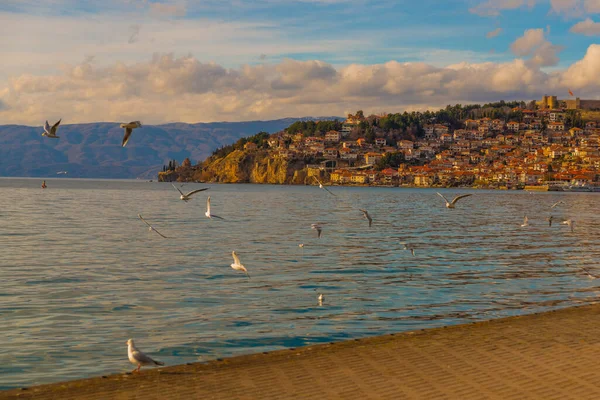Ohrid Észak Macedonia Gyönyörű Fehér Sirályok Repülnek Ohridi Felett Unesco — Stock Fotó