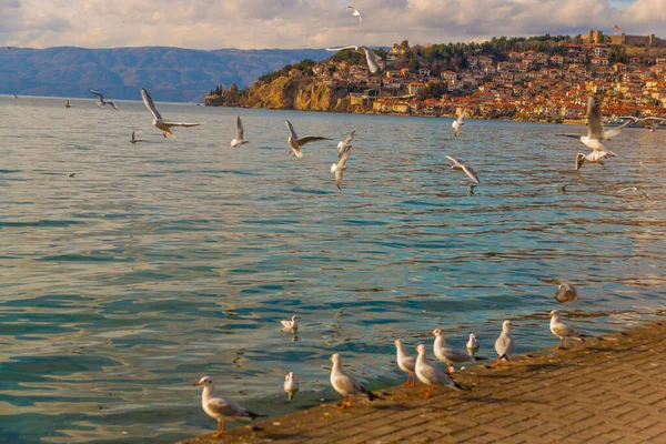 Ohrid Észak Macedonia Gyönyörű Fehér Sirályok Repülnek Ohridi Felett Unesco — Stock Fotó