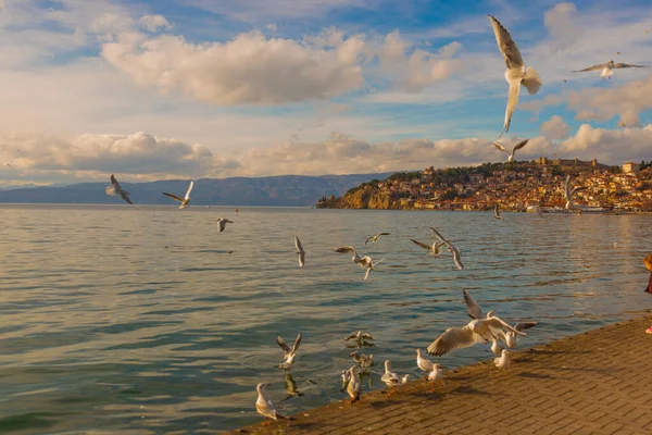 Ohrid Nord Macedonia Bellissimi Gabbiani Bianchi Sorvolano Lago Ohrid Patrimonio — Foto Stock