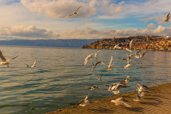 Ohrid Nord Macedonia Bellissimi Gabbiani Bianchi Sorvolano Lago Ohrid Patrimonio — Foto Stock