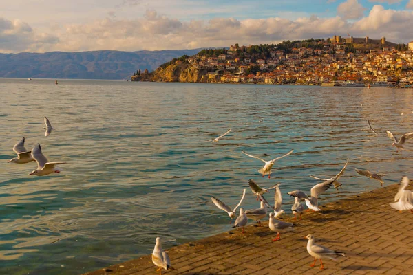Ohrid Macedonia Del Norte Hermosas Gaviotas Blancas Vuelan Sobre Lago — Foto de Stock