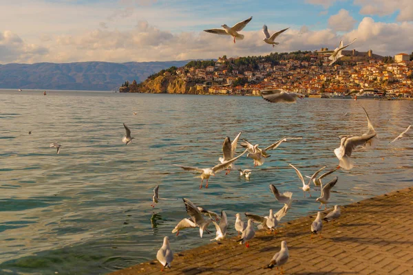 Ohrid Macedonia Del Norte Hermosas Gaviotas Blancas Vuelan Sobre Lago — Foto de Stock
