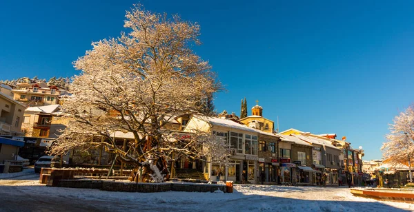 Ohrid North Macedonia Ett Gammalt Träd Den Centrala Gatan Ohrid — Stockfoto