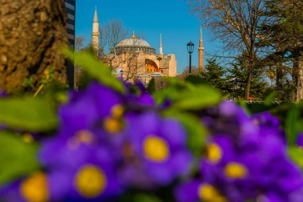 土耳其 伊斯坦布尔 在阳光灿烂的一天 索菲亚海格和花朵在花坛上 现在是个清真寺 — 图库照片