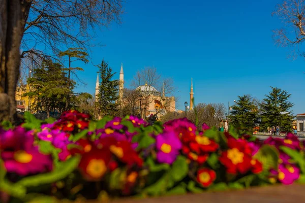 Istanbul Turkey Hagia Sophia Bloemen Een Bloembed Een Zonnige Dag — Stockfoto