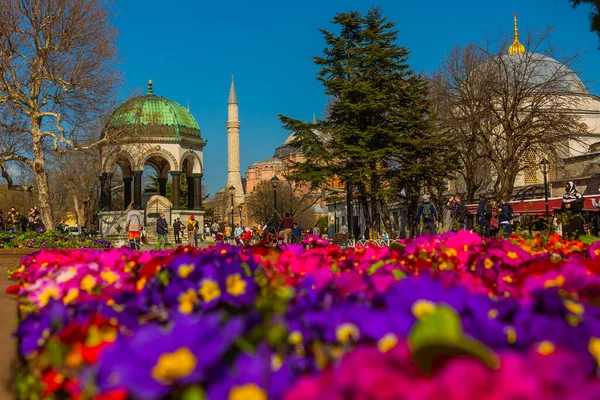 Istanbul Turquia Hagia Sophia Flores Canteiro Flores Dia Ensolarado Agora — Fotografia de Stock