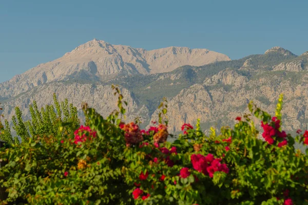 Kemer 'da dağ manzaralı ve kırmızı çiçekli güzel bir manzara. Kemer, Türkiye 'nin Akdeniz kıyısında, Antalya iline bağlı bir tatil beldesi ve liman kentidir..