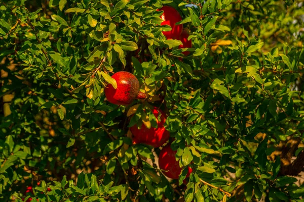 Kemer Turkey Buskar Med Granatäpplen Växer Trädgården Kemer Provinsen Antalya — Stockfoto