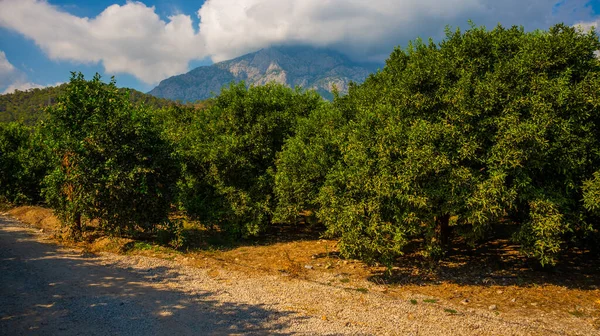 Kemer トルコ クレーンやオレンジがケメルで晴れた日に栽培されている山やフィールドの美しい景色 アンタルヤ — ストック写真