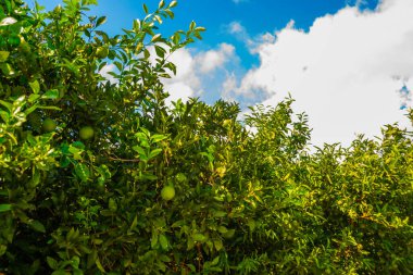 Bahçede portakallı çalılar yeşeriyor. (Gülüşmeler) Kemer, Antalya vilayeti.