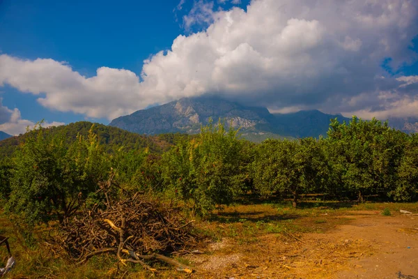 Antalya Kemer Güneşli Bir Günde Vinç Portakalların Yetiştiği Dağların Tarlaların — Stok fotoğraf