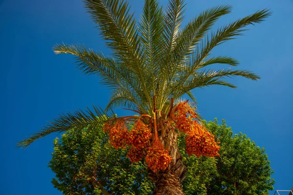 Кемер Тюрки Огромная Пальма Фоне Голубого Неба Городской Парк Солнечный — стоковое фото