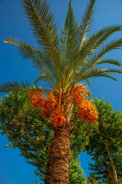 Kemer Turkey Een Enorme Palmboom Achtergrond Van Blauwe Lucht Prachtig — Stockfoto