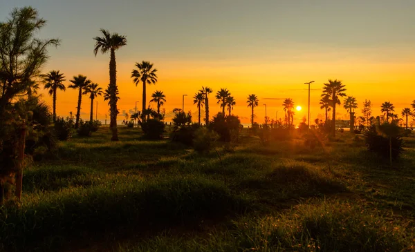 Durres Albania Zwarte Silhouetten Van Palmbomen Tegen Hemel Bij Zonsondergang — Stockfoto