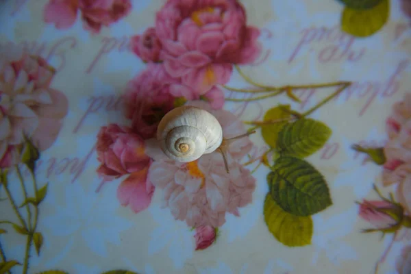 Beau Petit Escargot Rampant Sur Une Surface Décorée Fleurs — Photo
