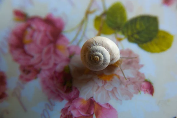 Belo Caracol Rasteja Uma Superfície Decorada Com Flores — Fotografia de Stock